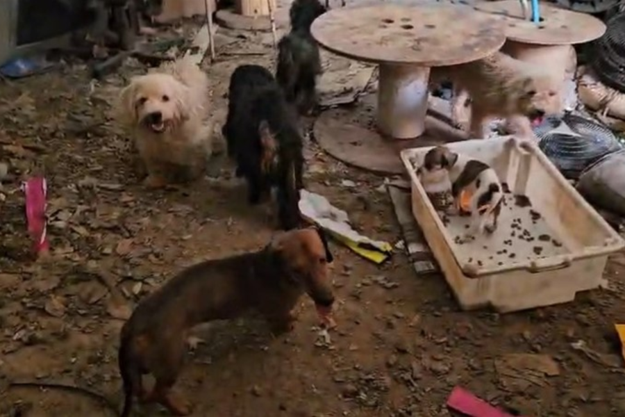 IMAGENS PARA O SITE (3)