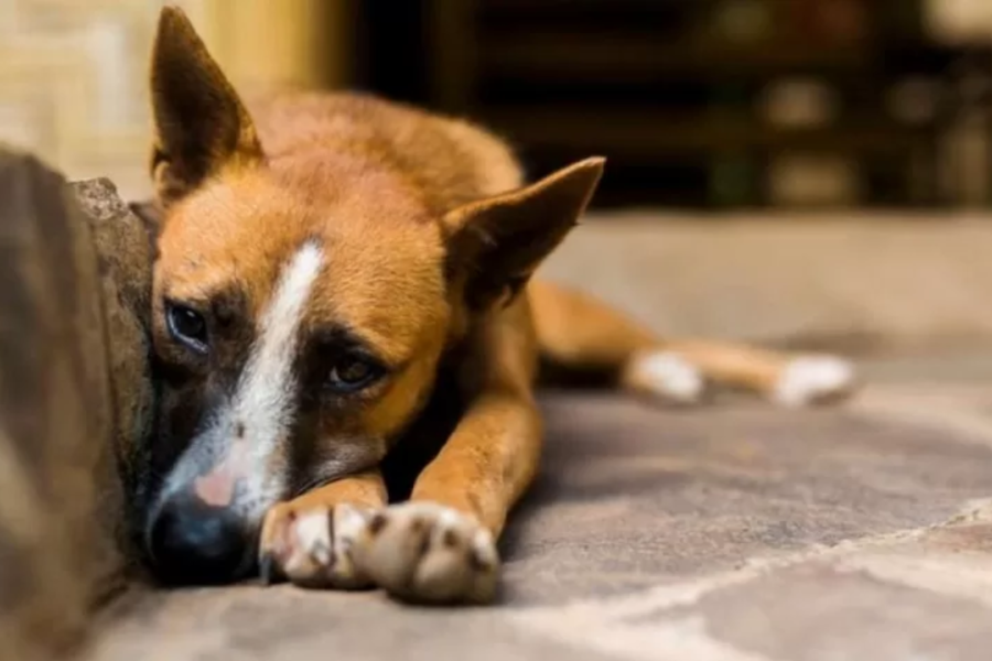 IMAGENS PARA O SITE (6)